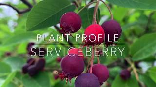 Serviceberry Plant Profile [upl. by Sacci654]