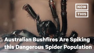 Australians Warned About FunnelWeb Spiders  NowThis [upl. by Millian272]