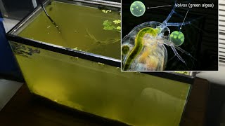 Raising Daphnia for the Freshwater Aquarium [upl. by Pizor]