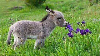 Cute Baby Donkeys Compilation [upl. by Sutherlan]