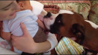 Boxer meets Baby [upl. by Mitchiner455]