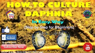 HOW TO CULTURE DAPHNIA In Easy Way [upl. by Jansen]