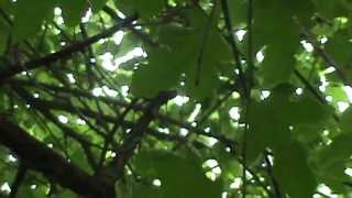 White Mulberry tree identification video Morus alba [upl. by Noed]