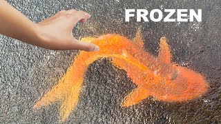 SAVING Rare Koi From Freezing Ice Water [upl. by Mill]