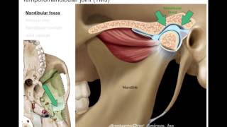 Infratemporal fossa [upl. by Guillemette]