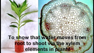 Water moves through Xylem Experiment [upl. by Sherburne]